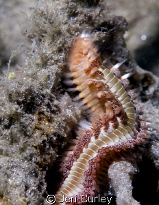A couple of Bristle Worms entwined at Blue Heron Bridge. ... by Jeri Curley 